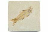 Fossil Fish (Amphiplaga) - Uncommon Species #357657-1